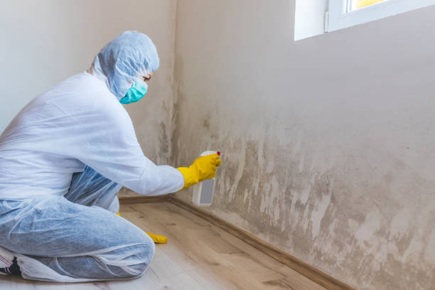 Mold Remediation specialist working in West Roxbury