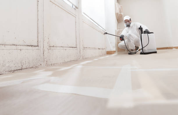 Black mold remediation team in West Roxbury