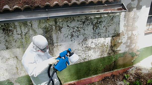 Mold Remediation service in West Roxbury, West Roxbury, MA